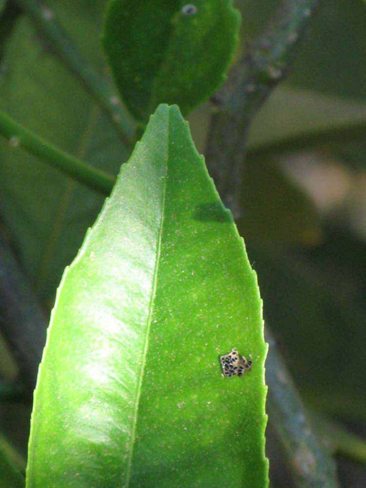              Margin (Riverside, CA)       